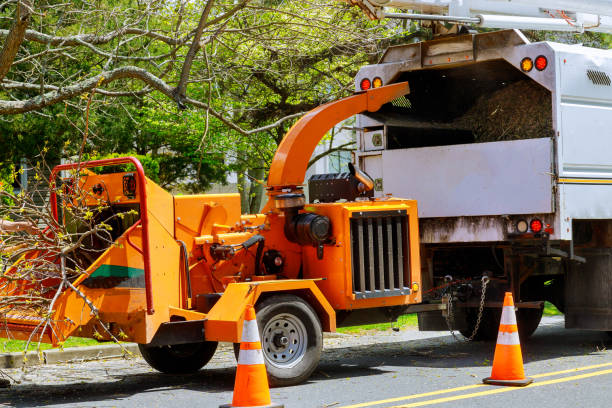 Tree Service